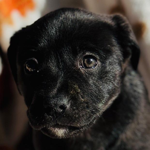 Enlarge Lotus, a Adoptable mixed breed in Williston, FL image 6/6