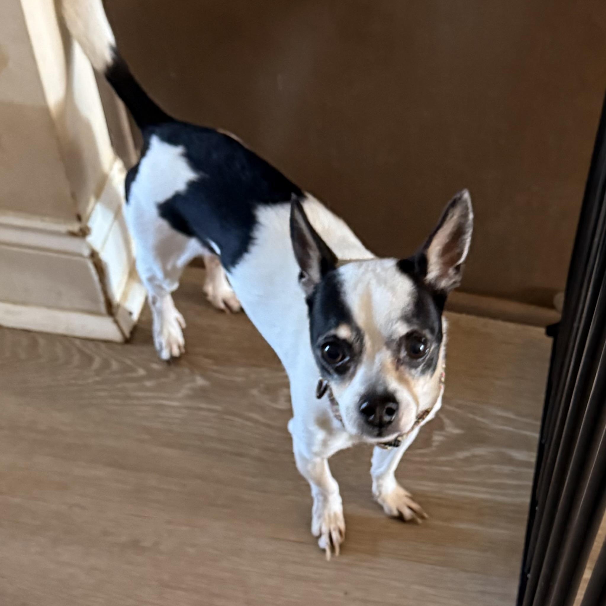 Enlarge Chase, a ADOPTABLE Chihuahua in Charlotte, NC image 2/3