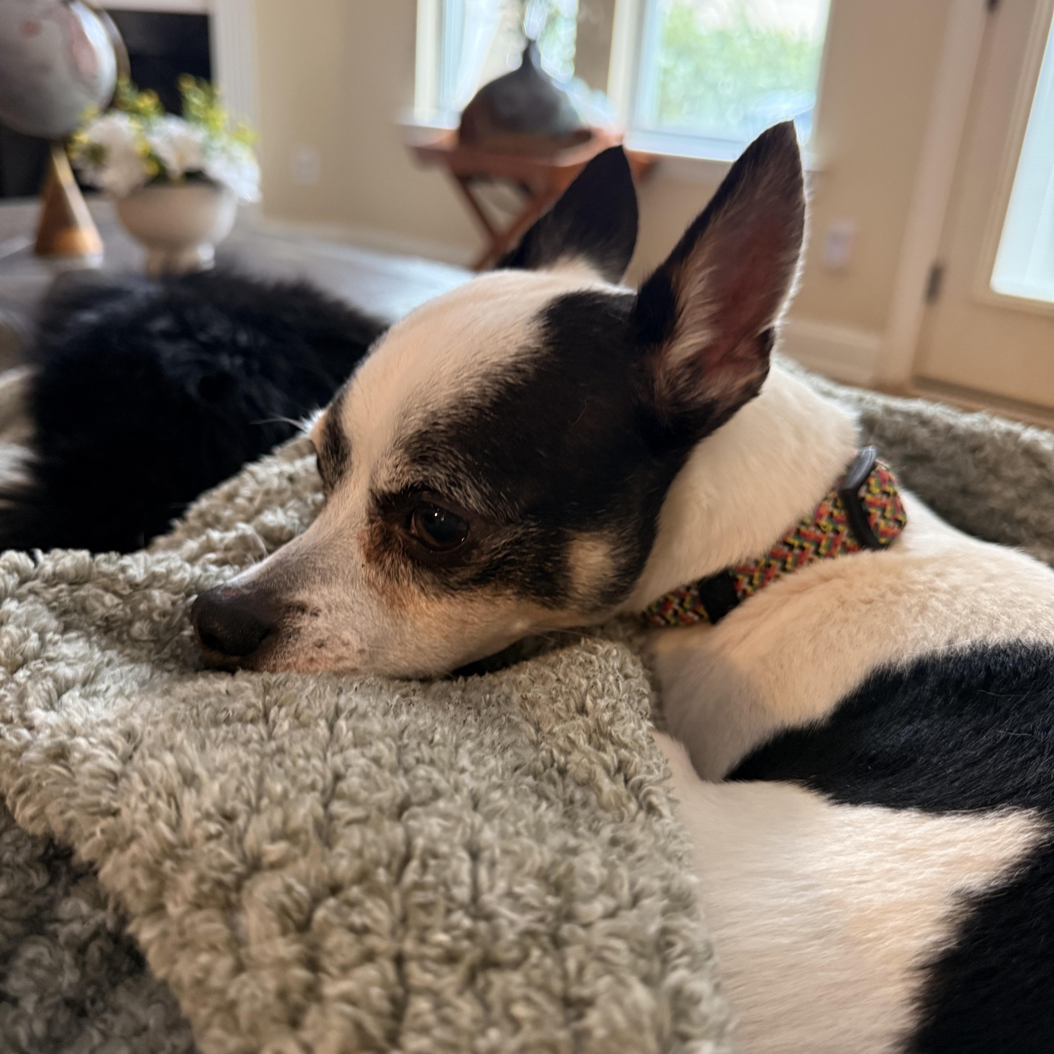 Enlarge Chase, a ADOPTABLE Chihuahua in Charlotte, NC image 3/3