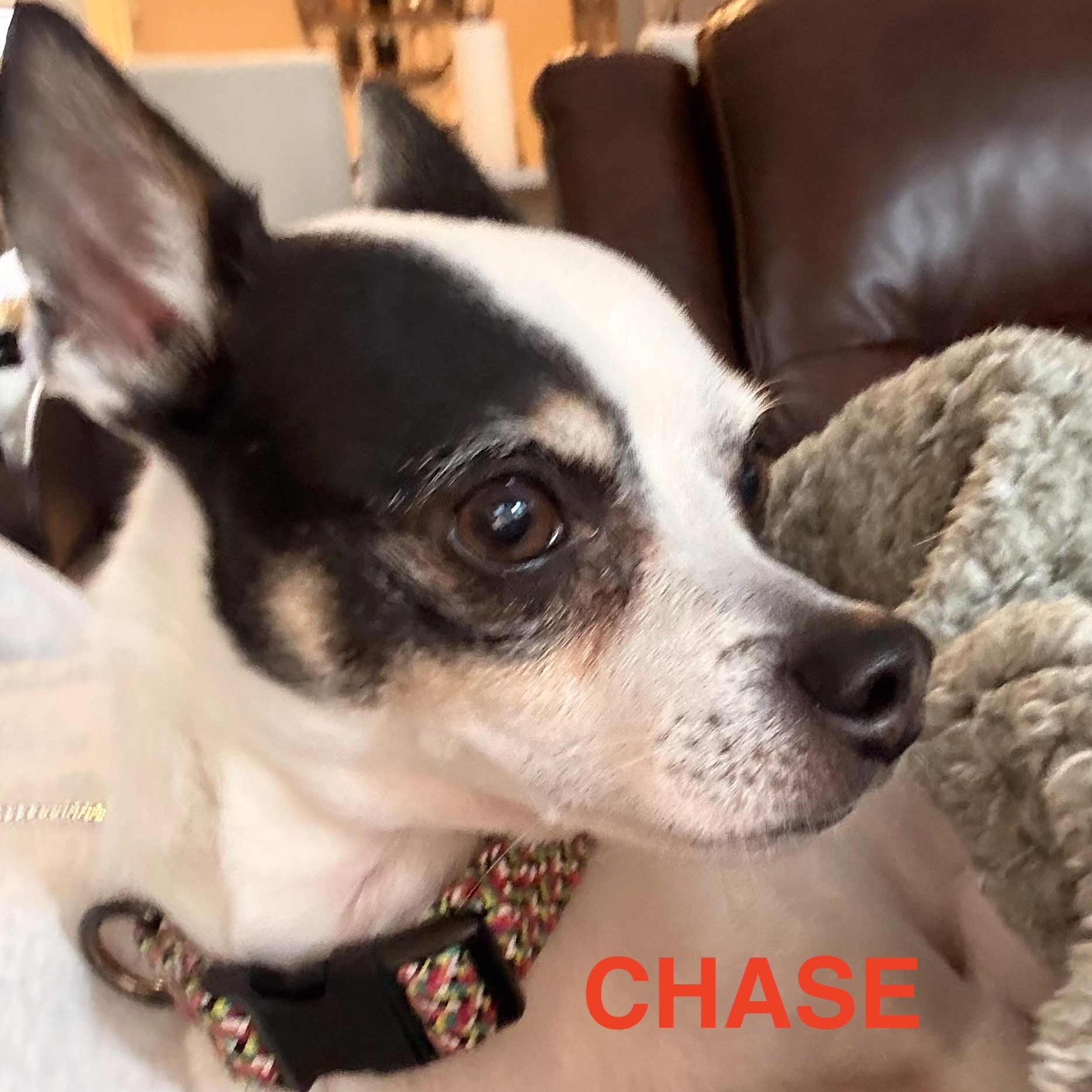 Enlarge Chase, a ADOPTABLE Chihuahua in Charlotte, NC image 1/3