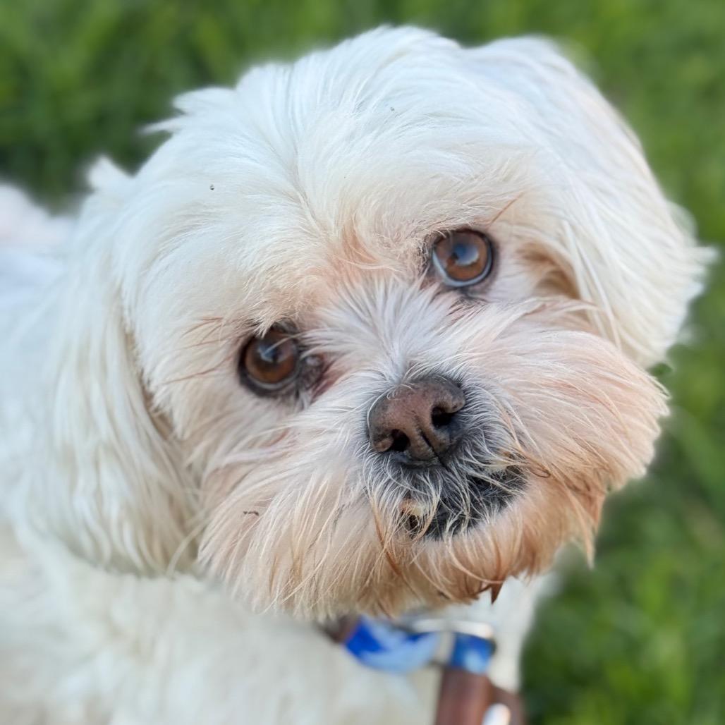 Enlarge Sammy, a Adoptable Shih Tzu in Santa Barbara, CA image 1/3