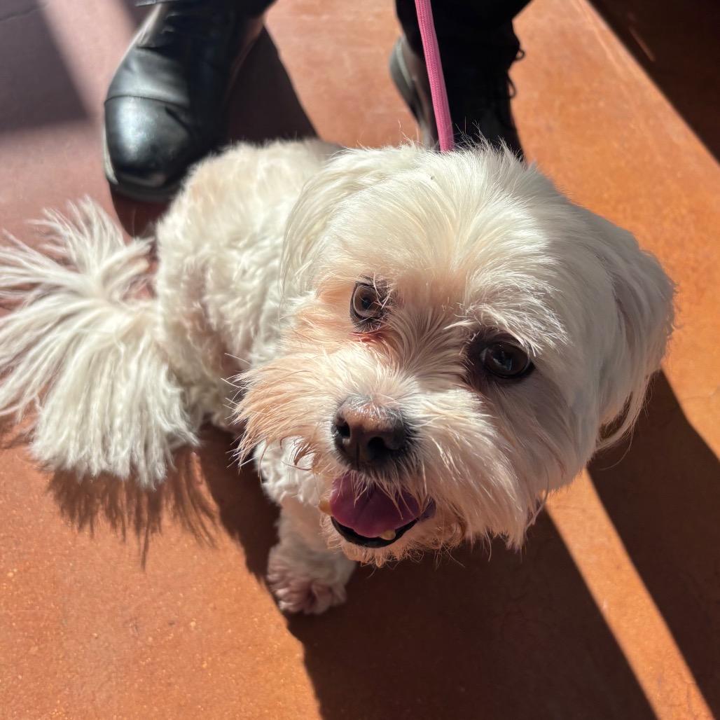 Enlarge Sammy, a Adoptable Shih Tzu in Santa Barbara, CA image 2/3