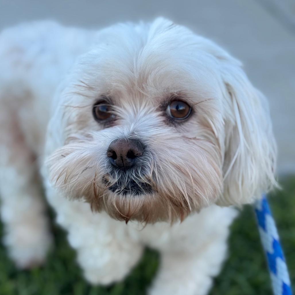 Enlarge Sammy, a Adoptable Shih Tzu in Santa Barbara, CA image 3/3