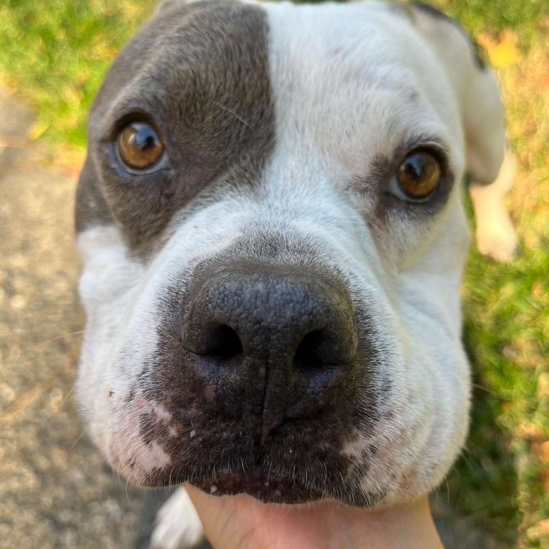 Enlarge Nyla the Unicorn, a Adoptable American Bully in Colonial Heights, VA image 1/4