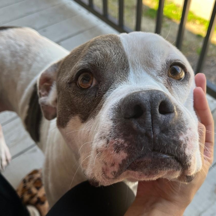 Enlarge Nyla the Unicorn, a Adoptable American Bully in Colonial Heights, VA image 2/4