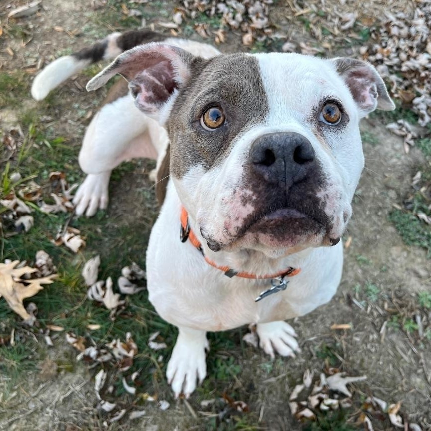 Enlarge Nyla the Unicorn, a Adoptable American Bully in Colonial Heights, VA image 3/4