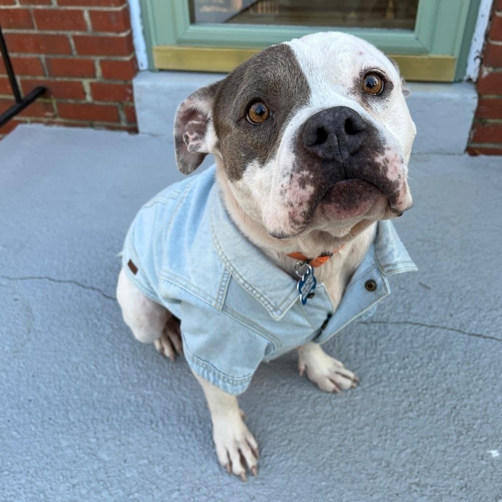Enlarge Nyla the Unicorn, a Adoptable American Bully in Colonial Heights, VA image 4/4