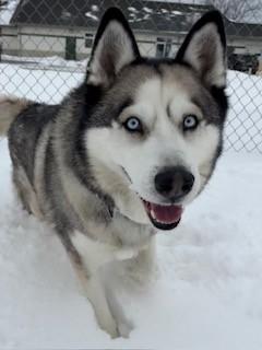 Enlarge Max, an adopted Husky in Ionia, MI image 6/6