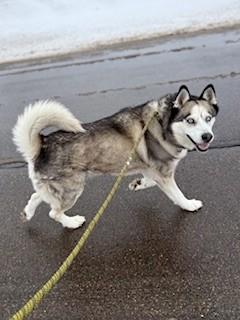 Enlarge Max, an adopted Husky in Ionia, MI image 4/6