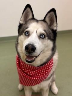 Enlarge Max, an adopted Husky in Ionia, MI image 1/6