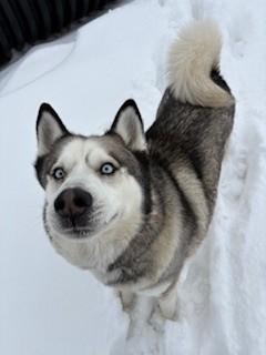 Enlarge Max, an adopted Husky in Ionia, MI image 2/6