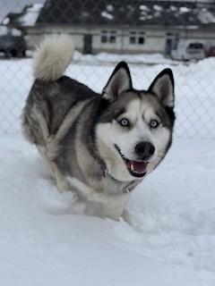Enlarge Max, an adopted Husky in Ionia, MI image 5/6
