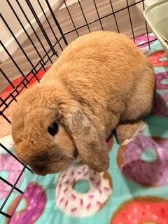 Chandler, Adoptable, Young Male Mini Lop.