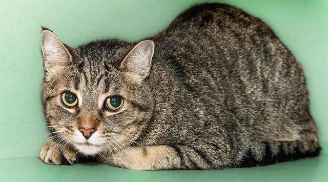 JAMM, Adoptable, Senior Male Domestic Short Hair.