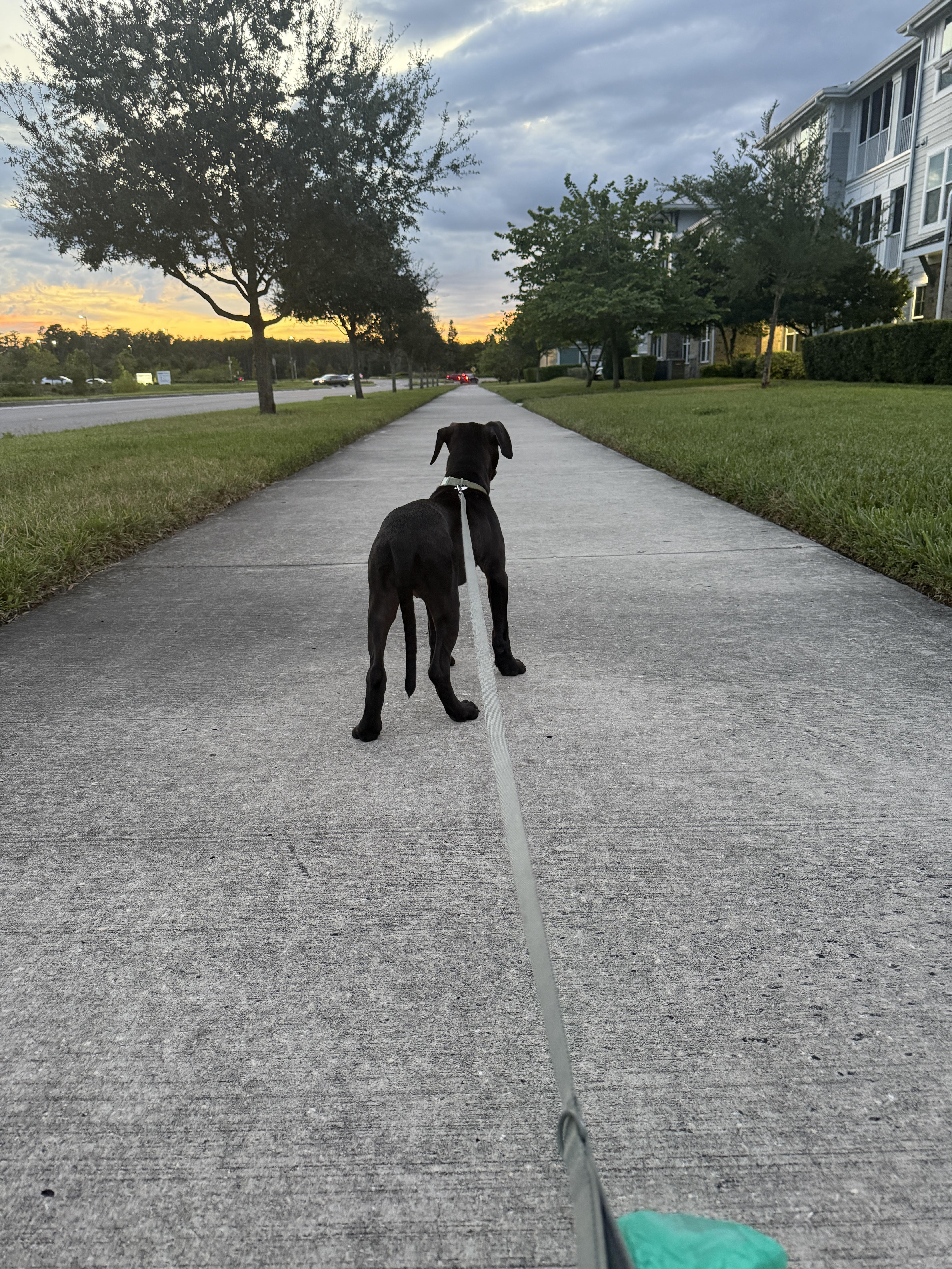 Stacie, an adopted mixed breed in tampa, FL image 2/5