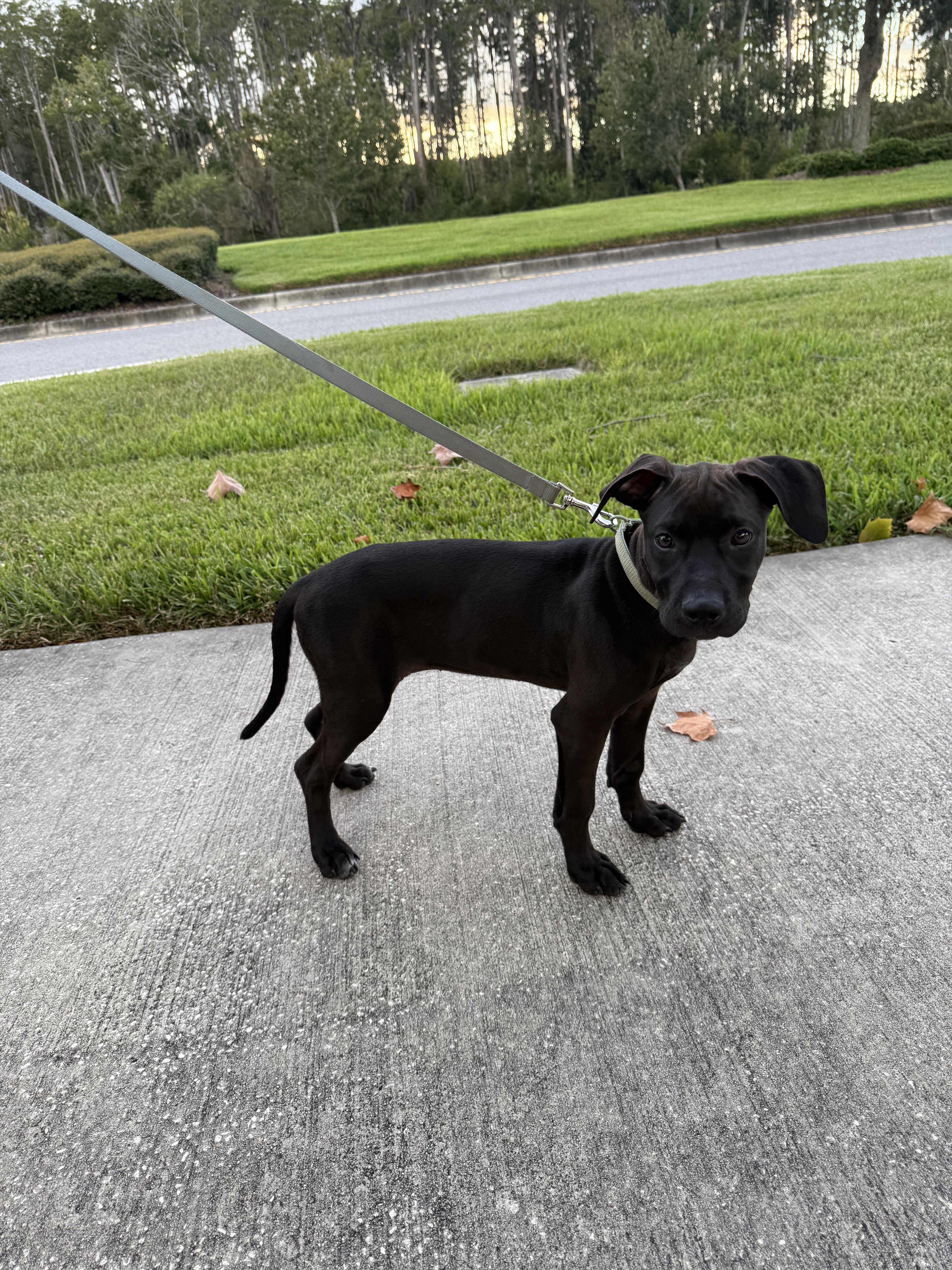 Stacie, an adopted mixed breed in tampa, FL image 3/5