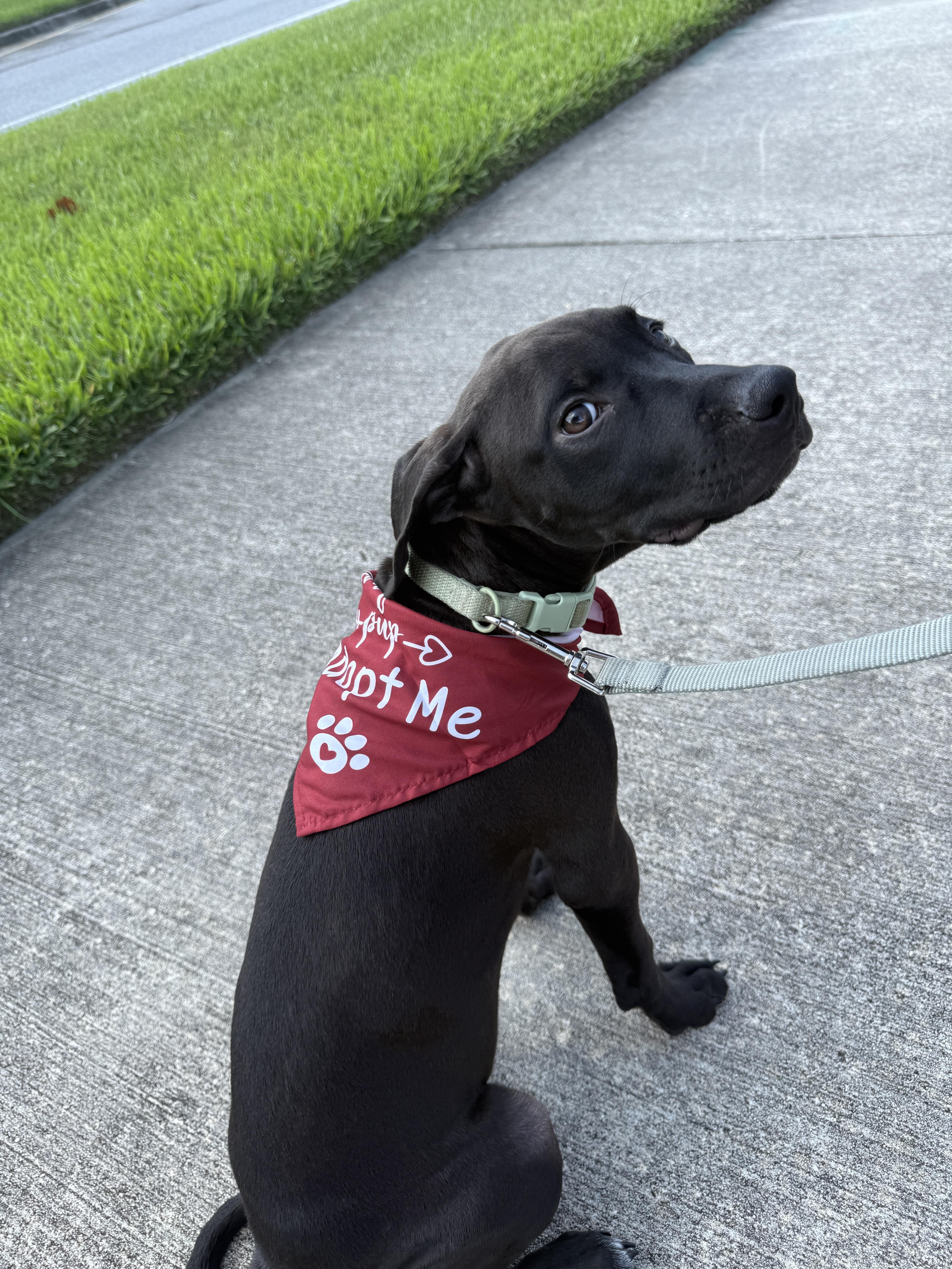 Stacie, an adopted mixed breed in tampa, FL image 4/5