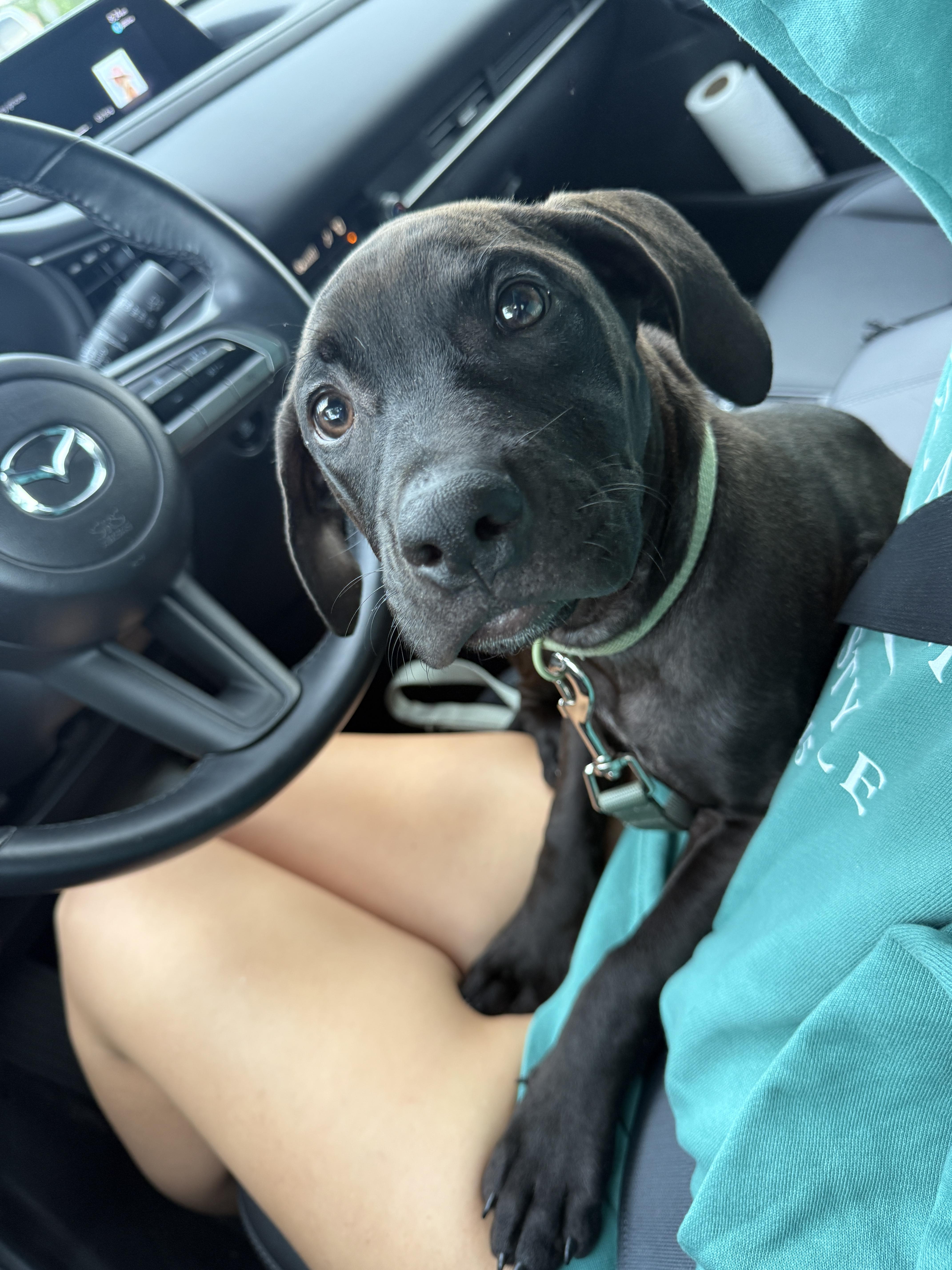 Stacie, Adoptable, Puppy Female Black Labrador Retriever.