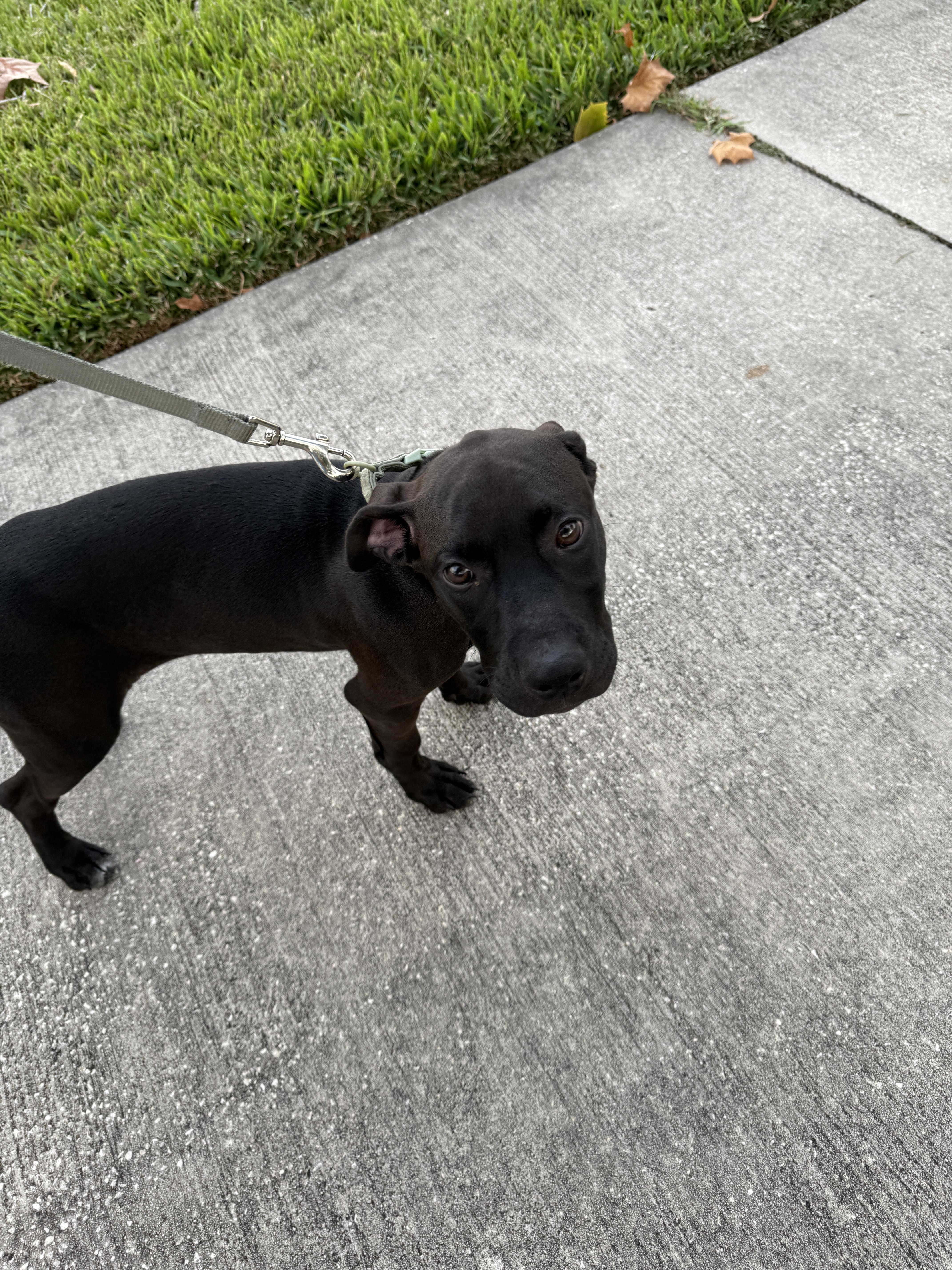 Stacie, an adopted mixed breed in tampa, FL image 5/5