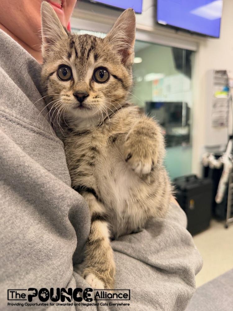 Lil Screm, Adoptable, Kitten Male Domestic Short Hair.