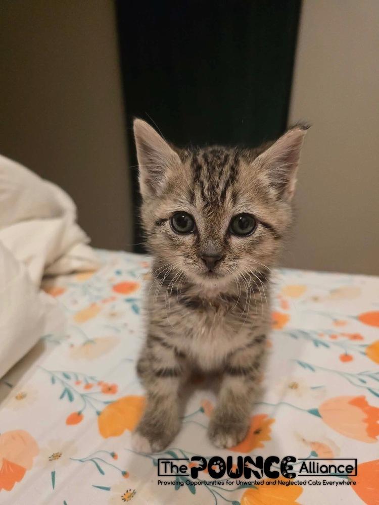 Lil Screm, a Adoptable mixed breed in Liberty Lake, WA image 2/2