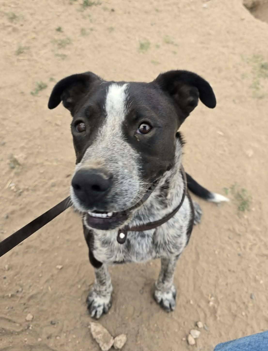 Enlarge Rupp, a ADOPTABLE mixed breed in Othello, WA image 3/5