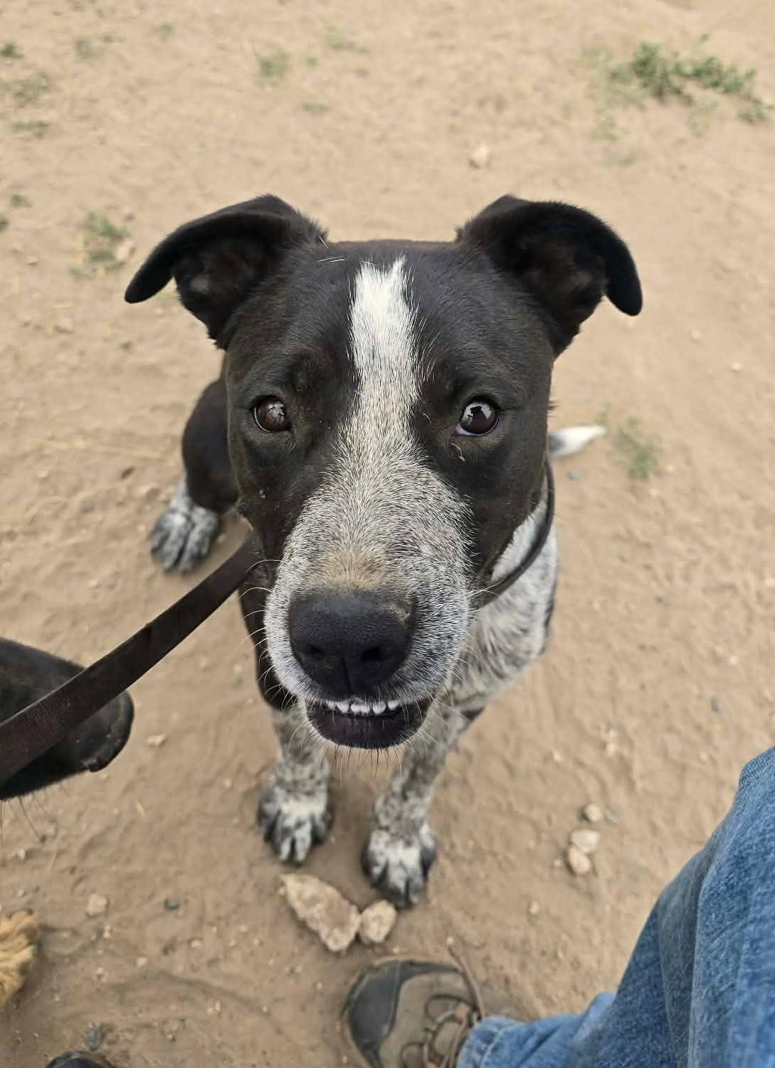 Enlarge Rupp, a ADOPTABLE mixed breed in Othello, WA image 4/5