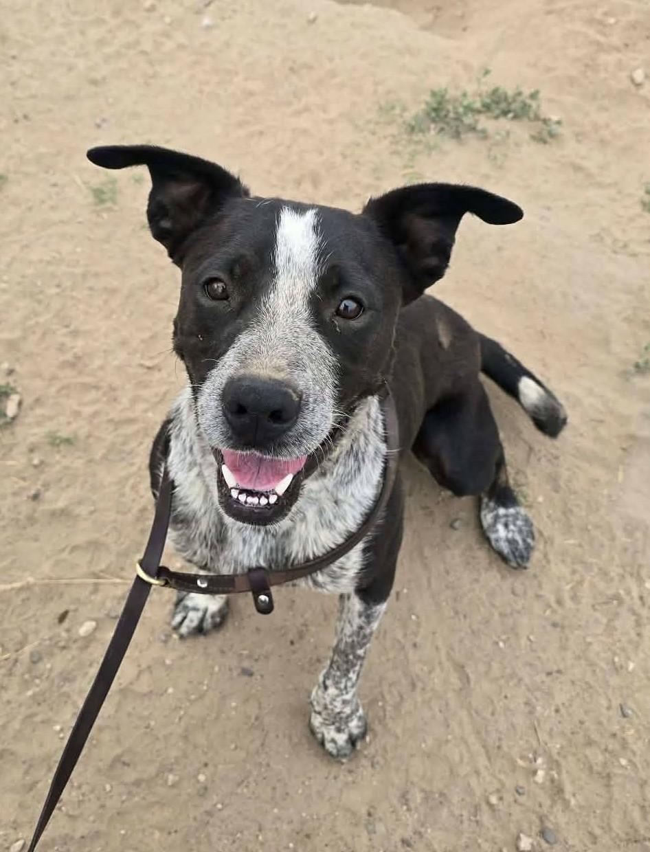 Enlarge Rupp, a ADOPTABLE mixed breed in Othello, WA image 2/5