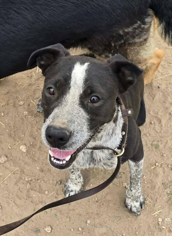 Rupp, ADOPTABLE, Adult Male Mixed Breed.