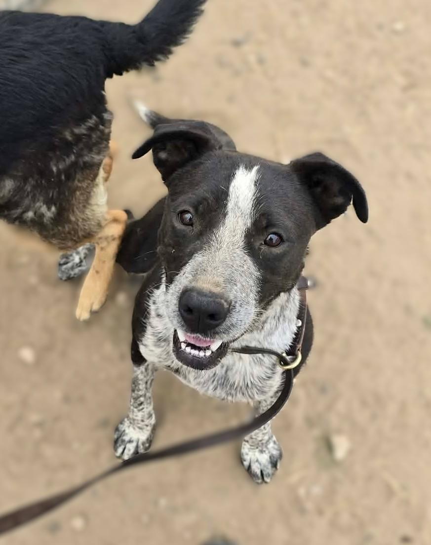 Enlarge Rupp, a ADOPTABLE mixed breed in Othello, WA image 5/5