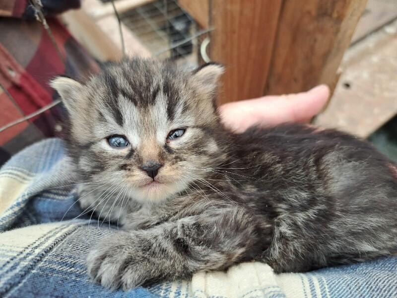 Enlarge Kiko, a Adoptable Domestic Short Hair in Belton, MO image 1/1