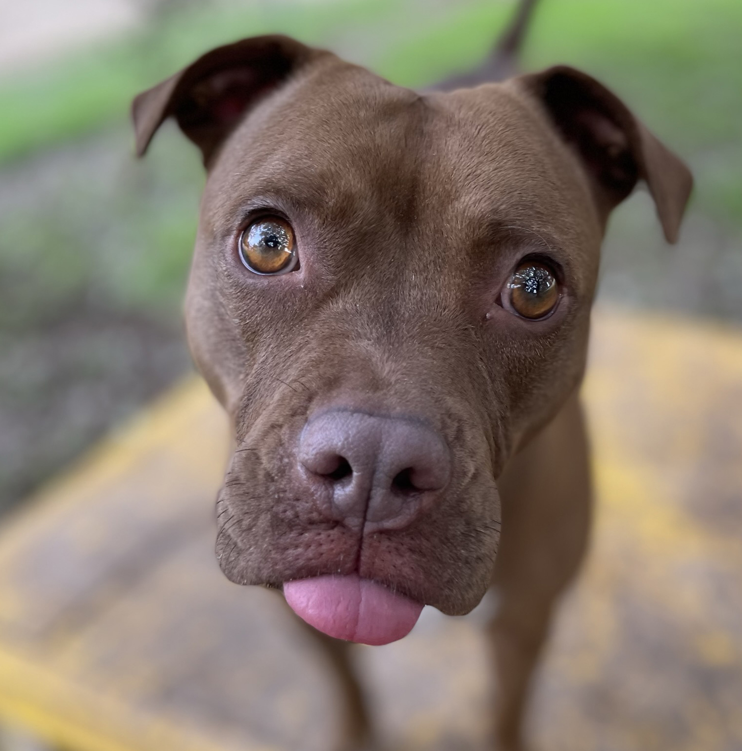 Kimmie, a Adoptable mixed breed in Georgetown, TX image 1/5