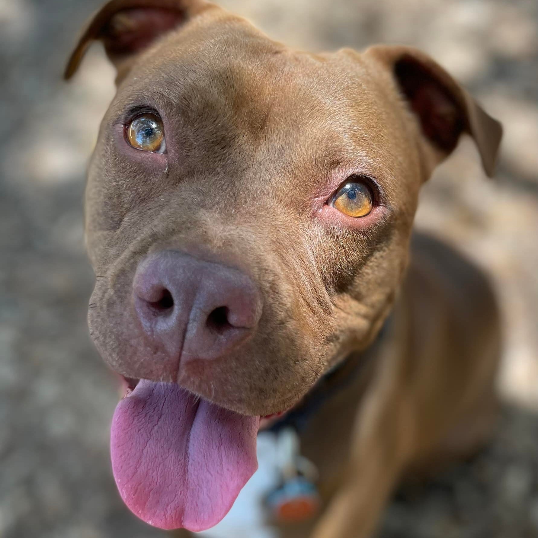 Kimmie, a Adoptable mixed breed in Georgetown, TX image 2/5