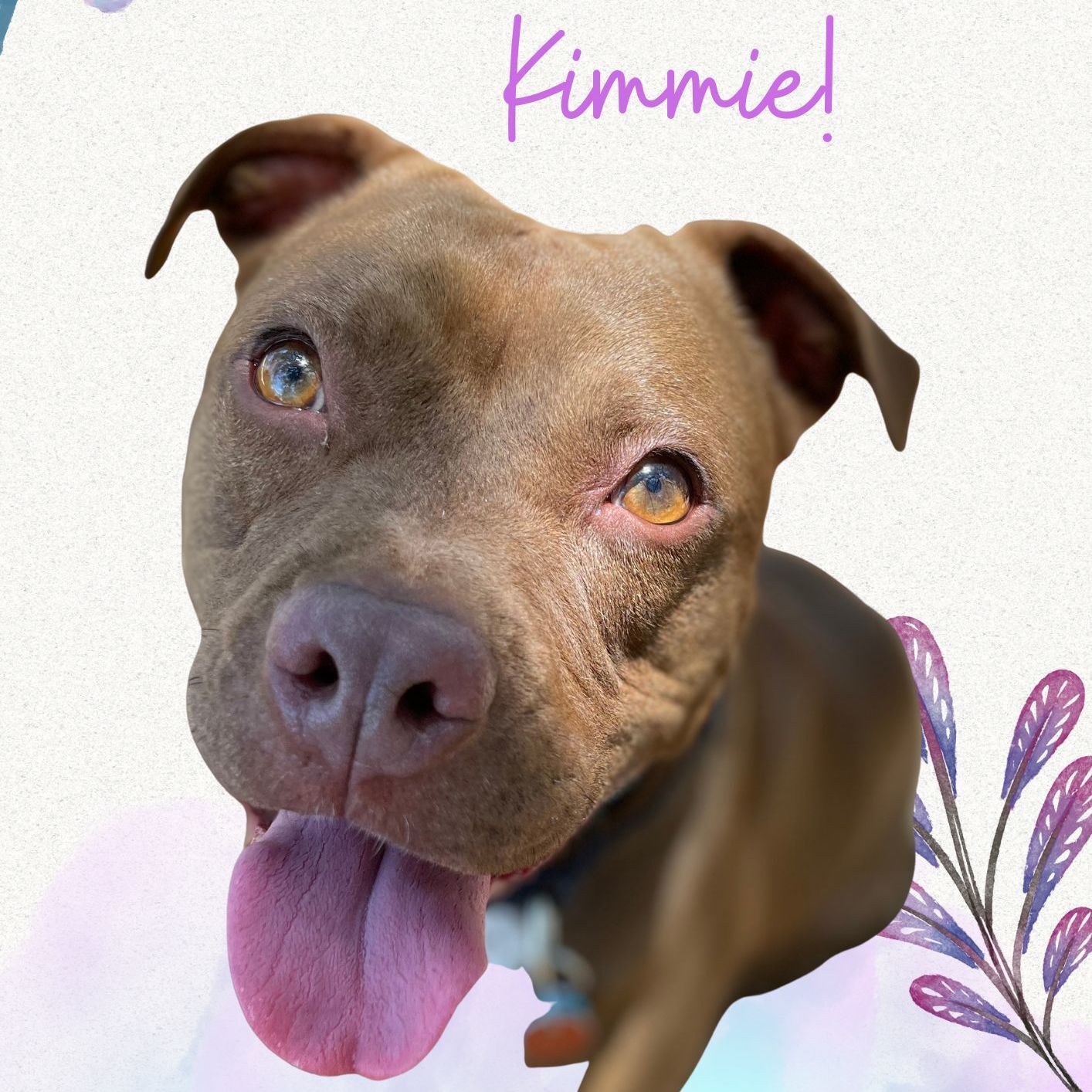 Kimmie, a Adoptable mixed breed in Georgetown, TX image 3/5