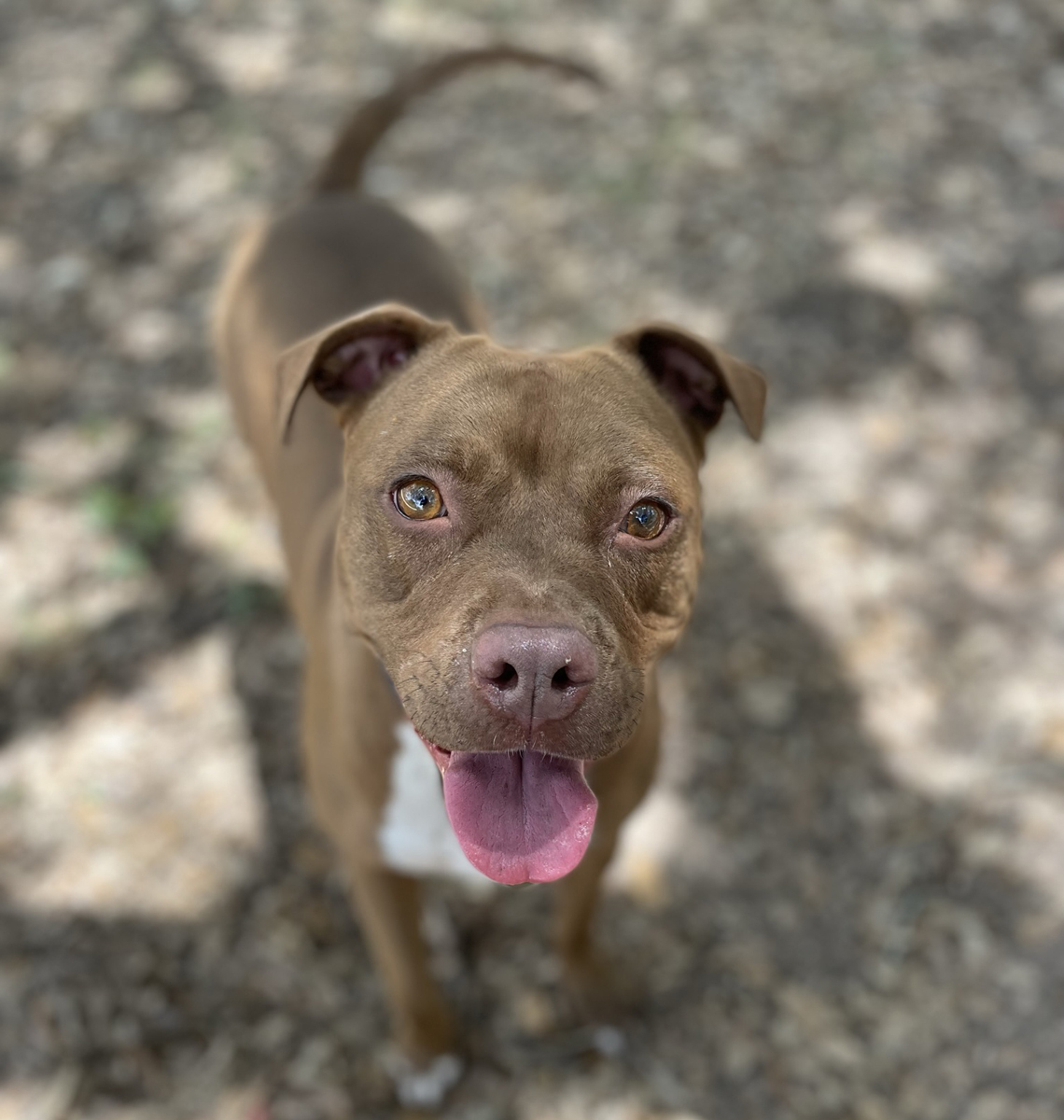 Kimmie, a Adoptable mixed breed in Georgetown, TX image 4/5