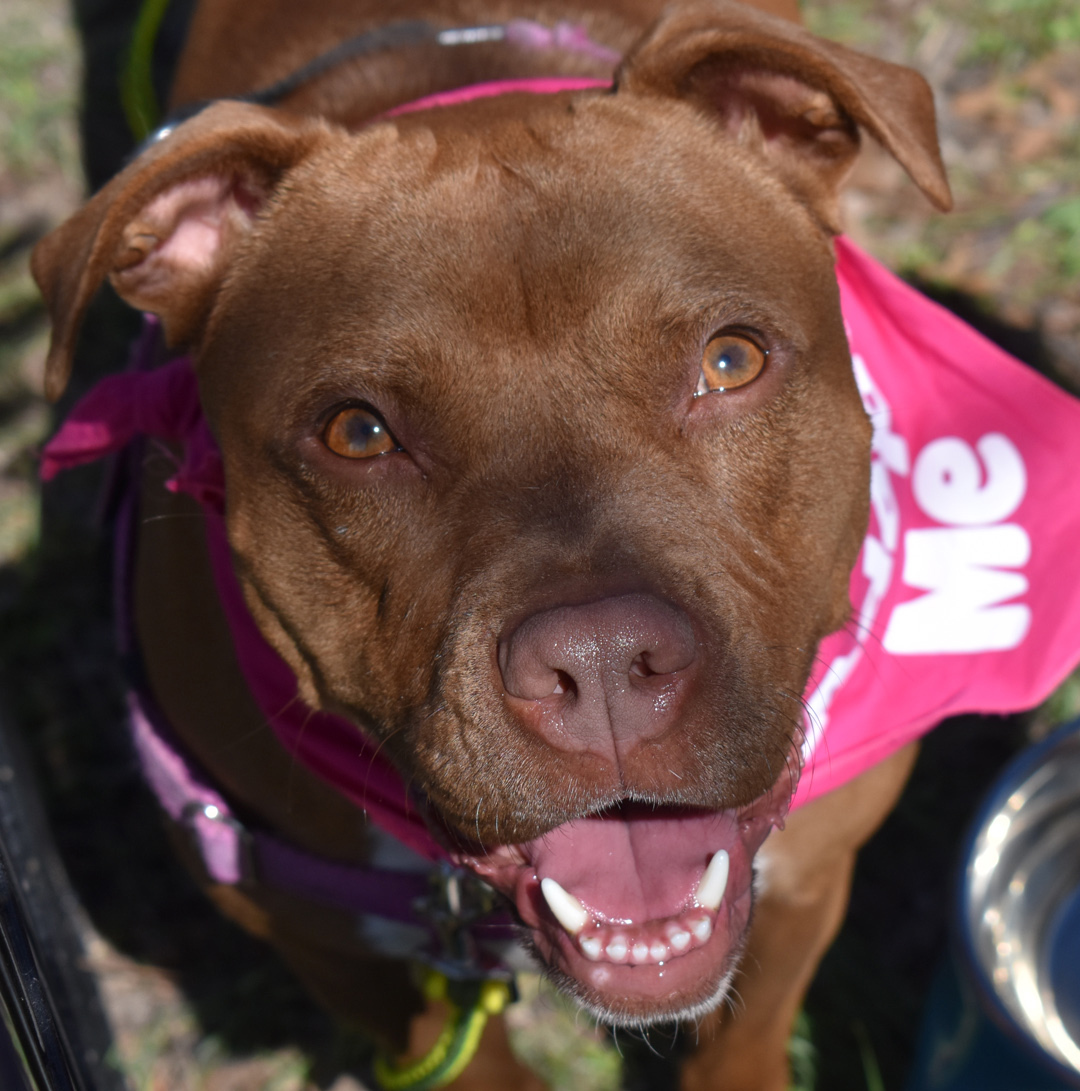Kimmie, Adoptable, Young Female Pit Bull Terrier & American Staffordshire Terrier.