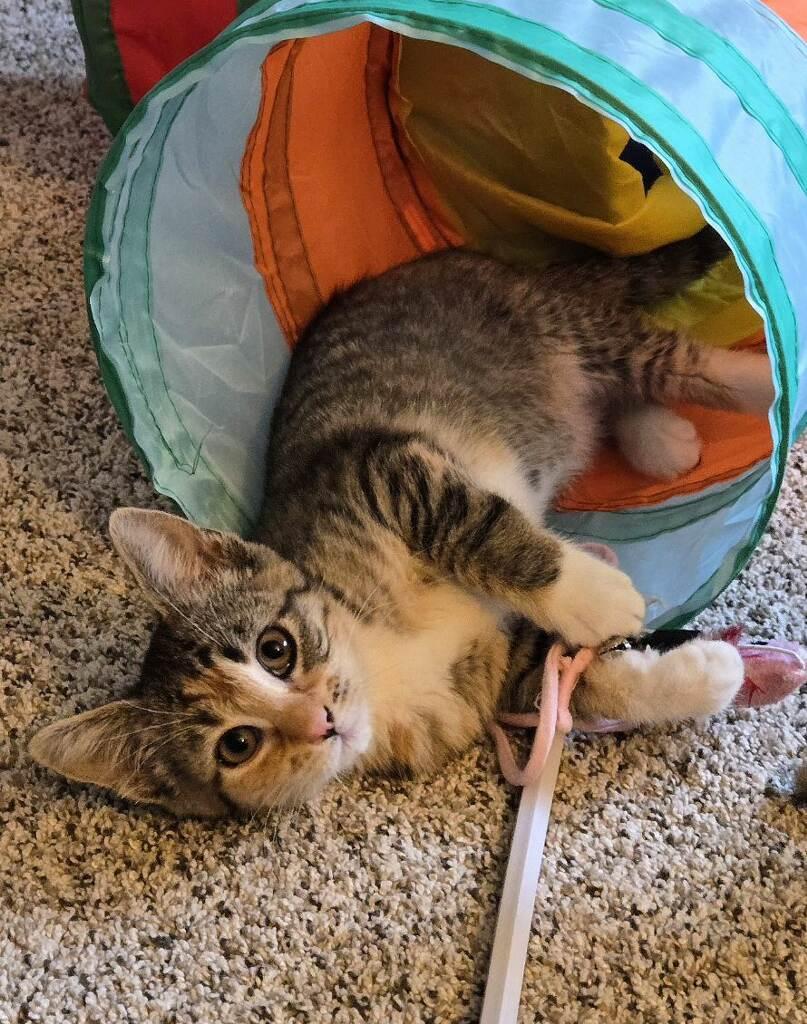 Opal, a ADOPTABLE Domestic Short Hair in Arlington, WA image 1/3