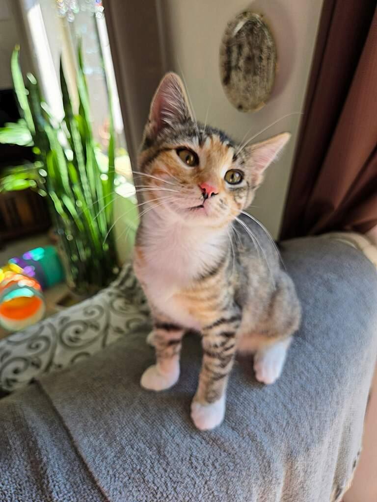 Opal, a ADOPTABLE Domestic Short Hair in Arlington, WA image 3/3