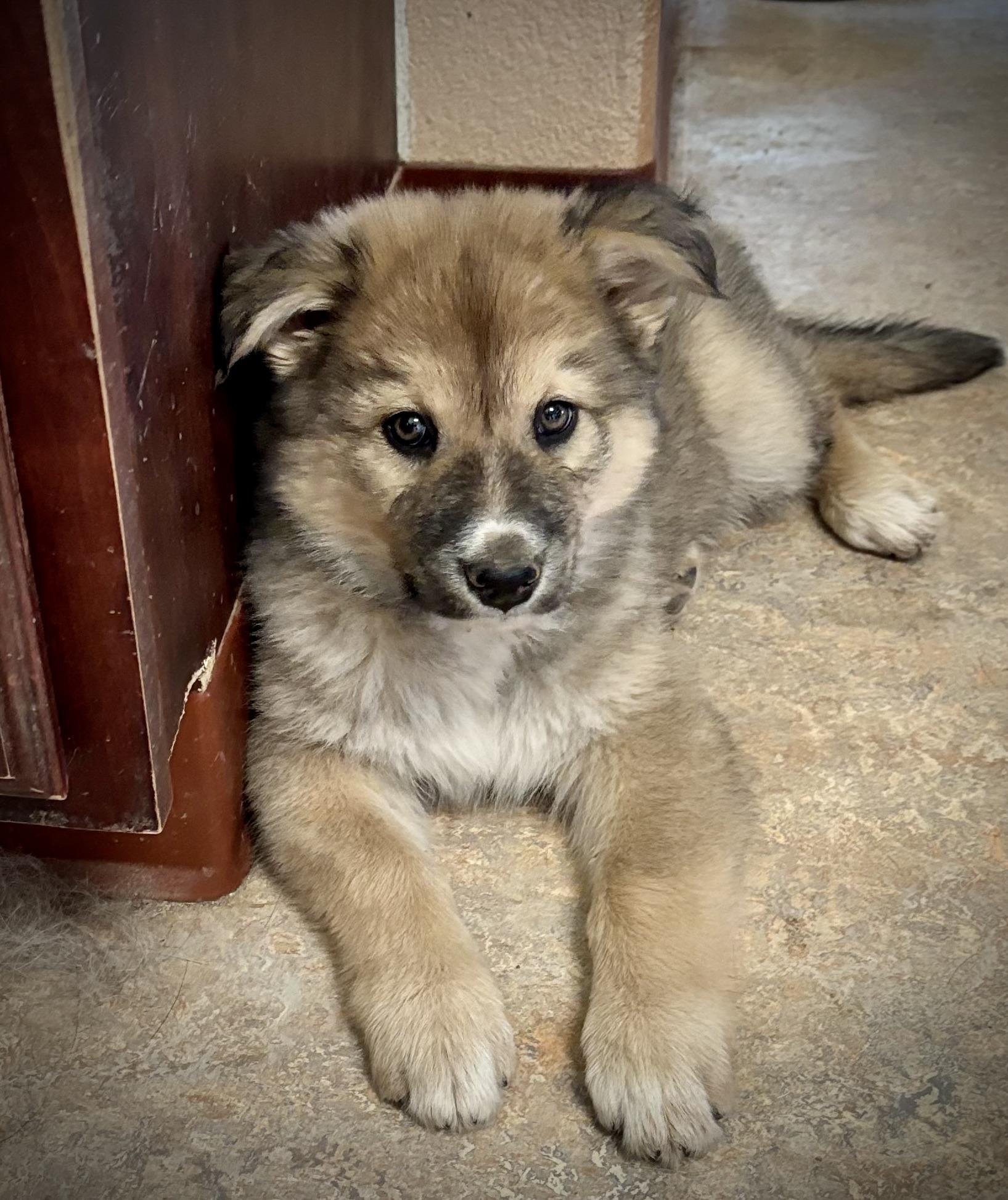 Josie, Baby Female Husky