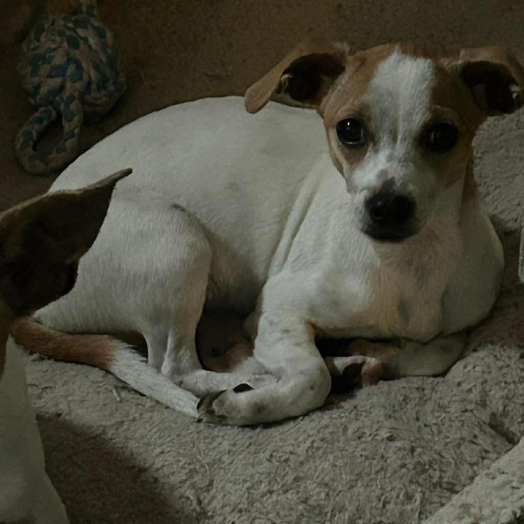 Millie, a Adoptable Mixed Breed in Montgomery, TX image 1/5