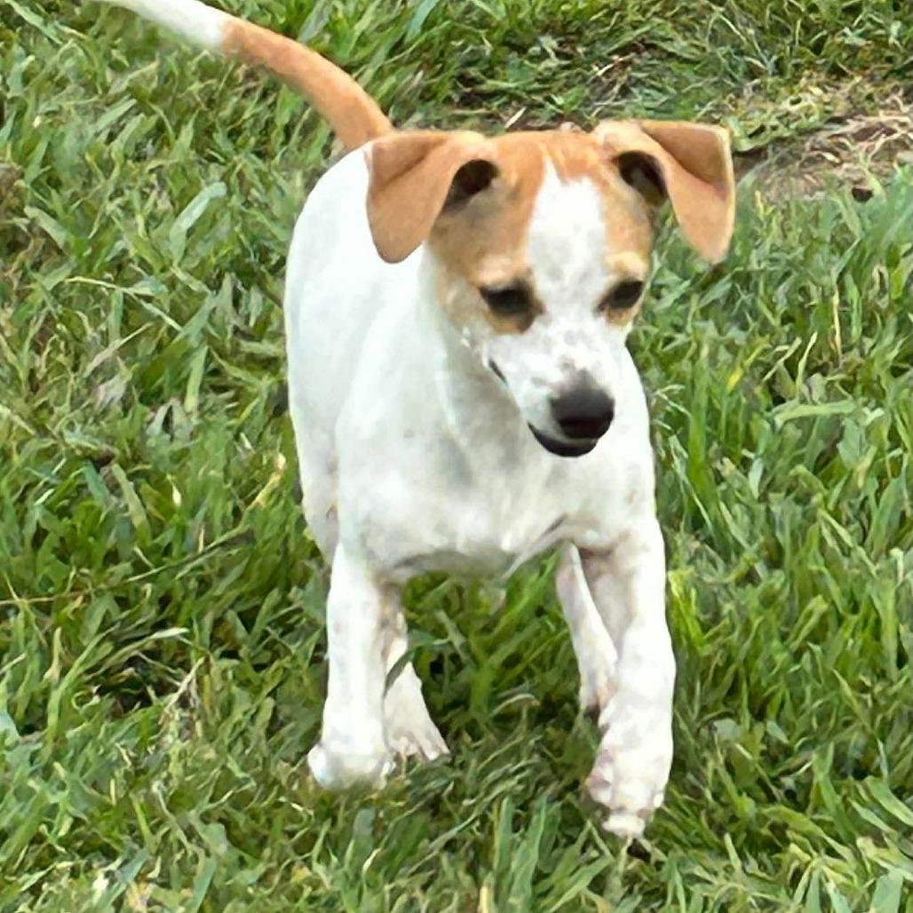 Millie, a Adoptable Mixed Breed in Montgomery, TX image 2/5