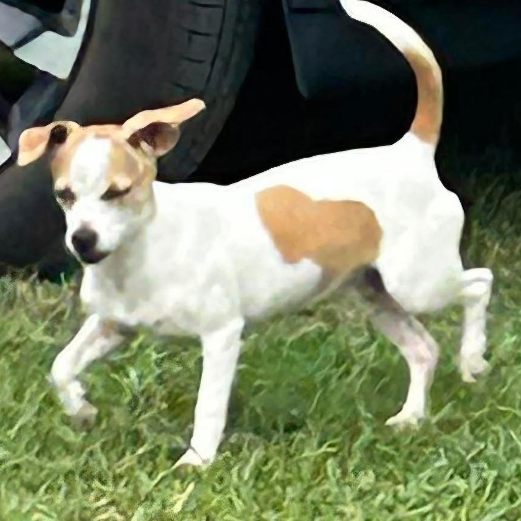Millie, a Adoptable Mixed Breed in Montgomery, TX image 3/5