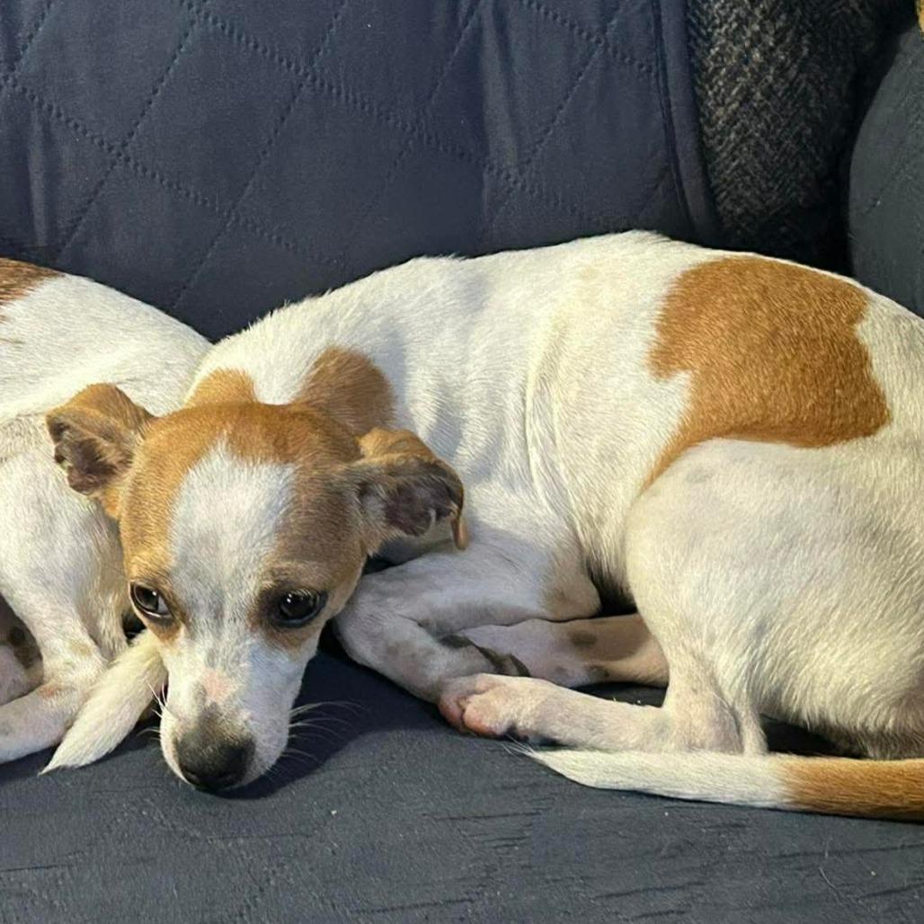 Millie, a Adoptable Mixed Breed in Montgomery, TX image 4/5