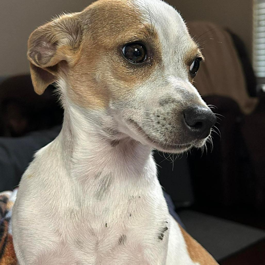 Millie, a Adoptable Mixed Breed in Montgomery, TX image 5/5