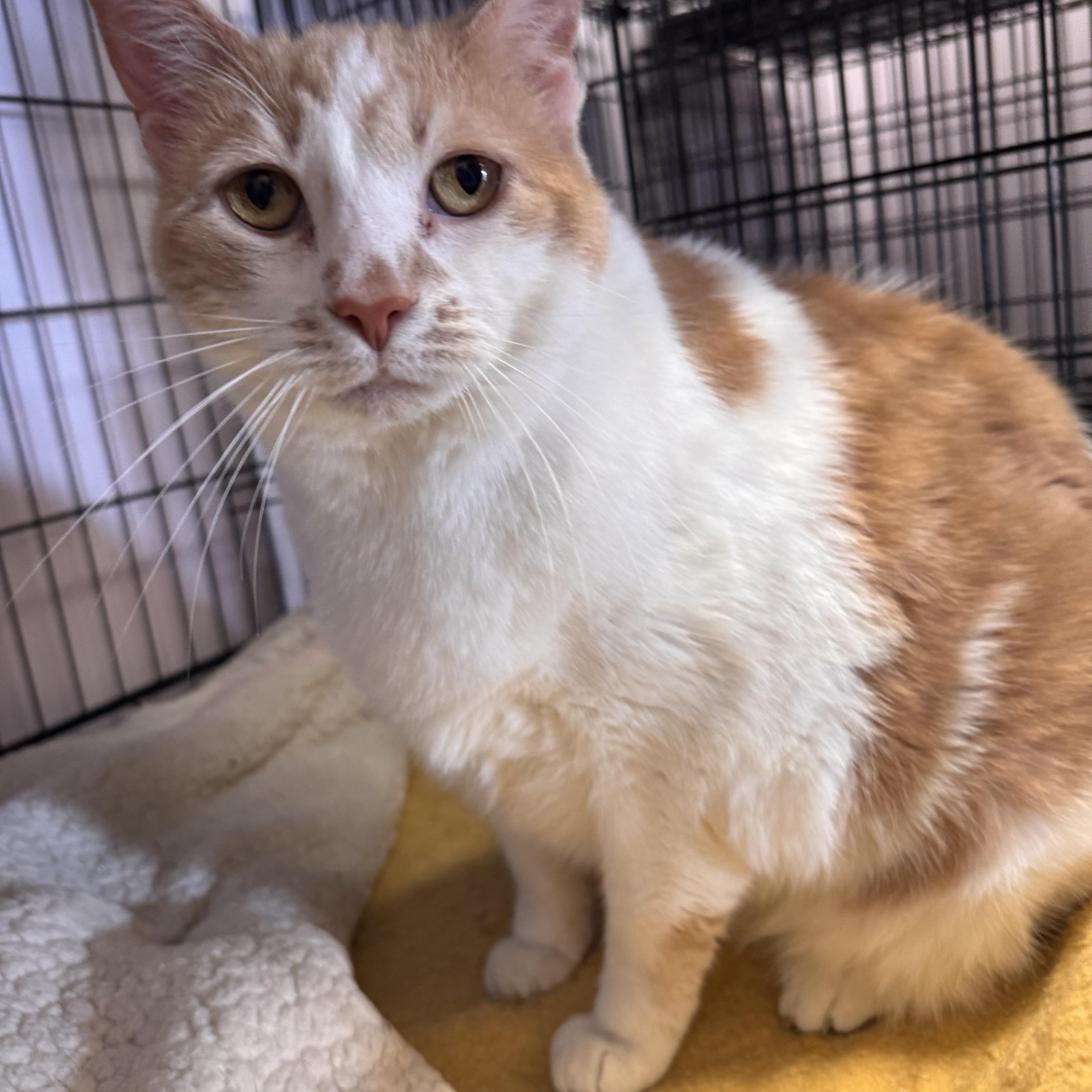 Enlarge Joey, a ADOPTABLE Domestic Short Hair in Logan, OH image 1/1