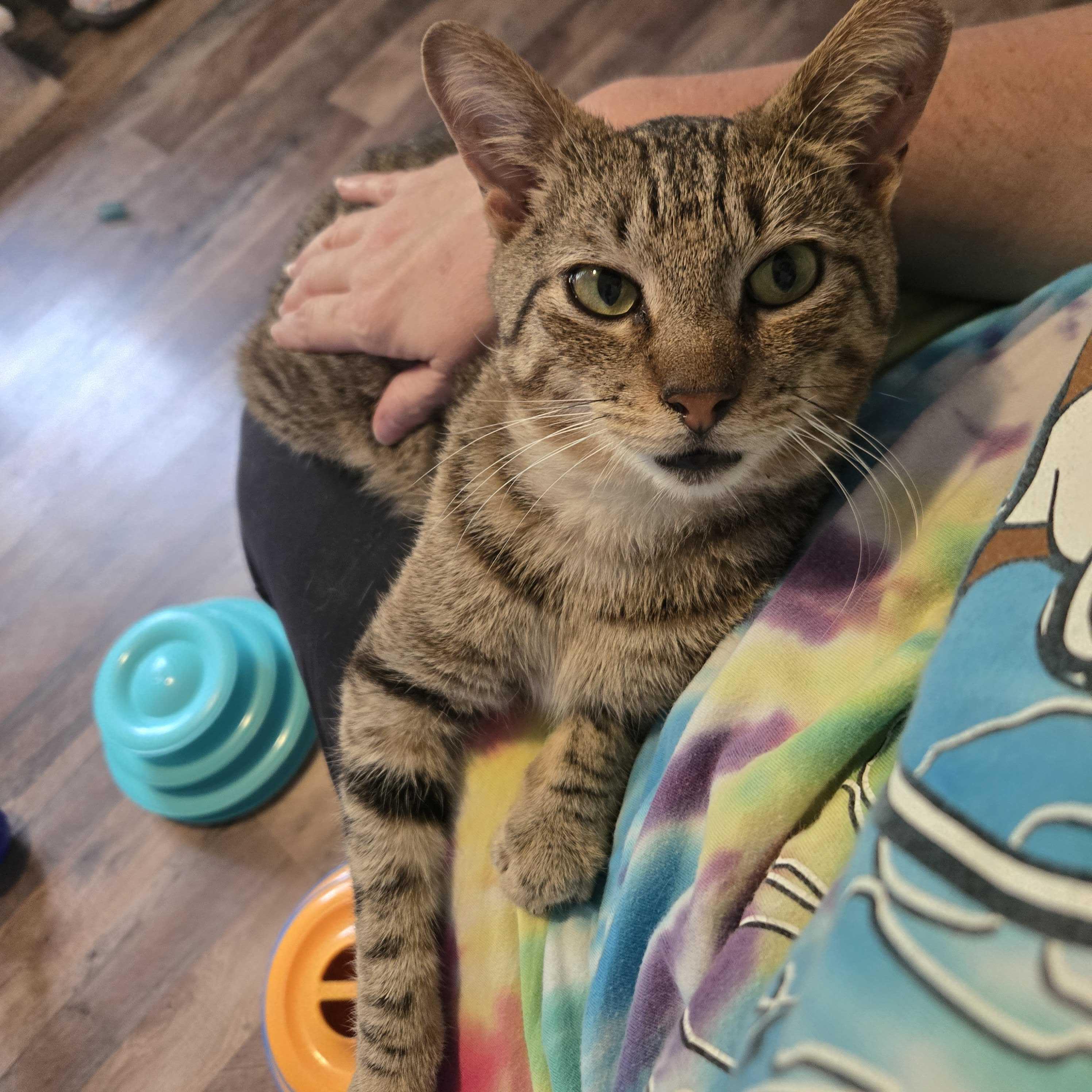 Tucker, a ADOPTABLE Domestic Short Hair in Anderson , SC image 4/6