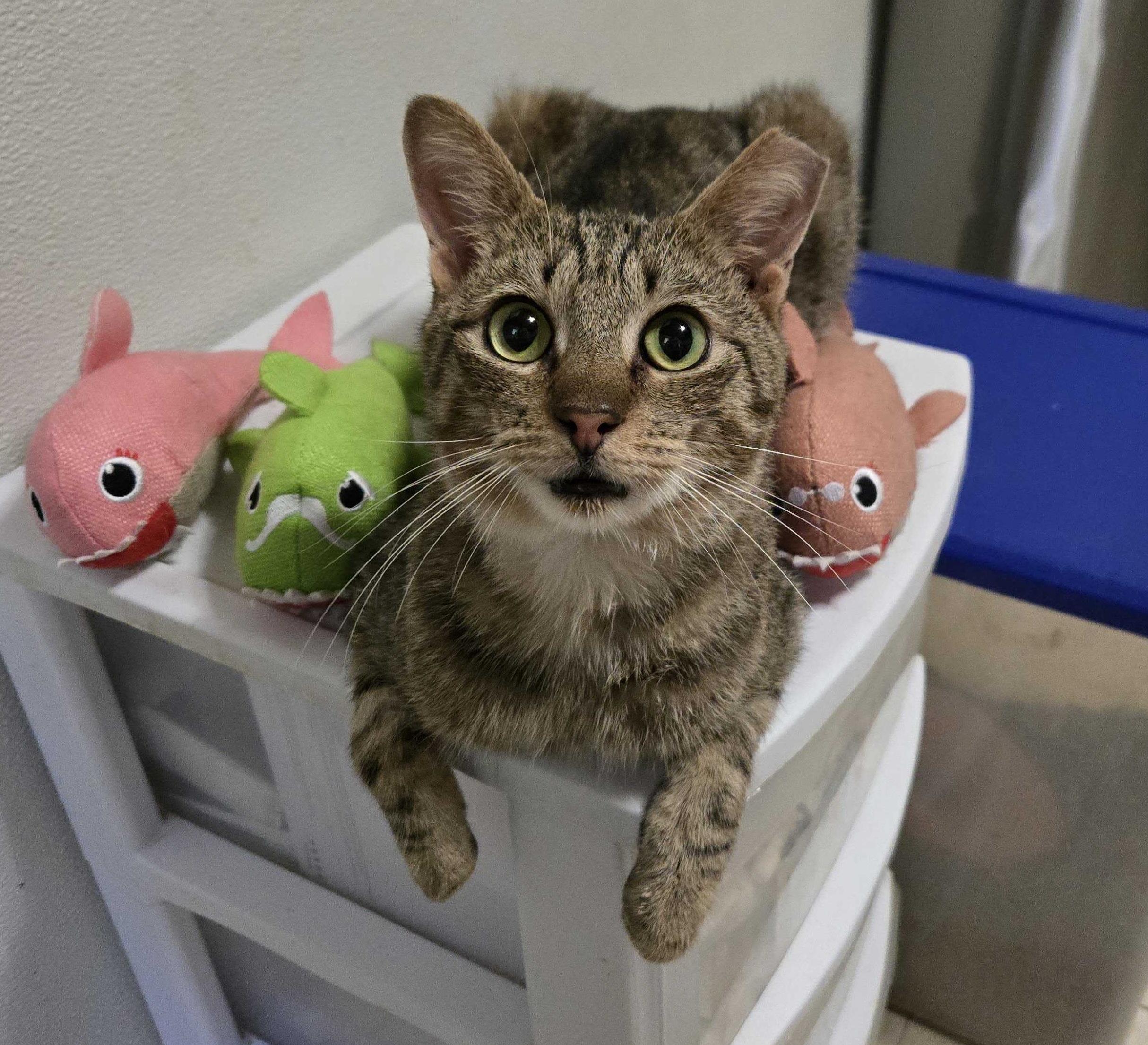 Tucker, ADOPTABLE, Young Male Domestic Short Hair.