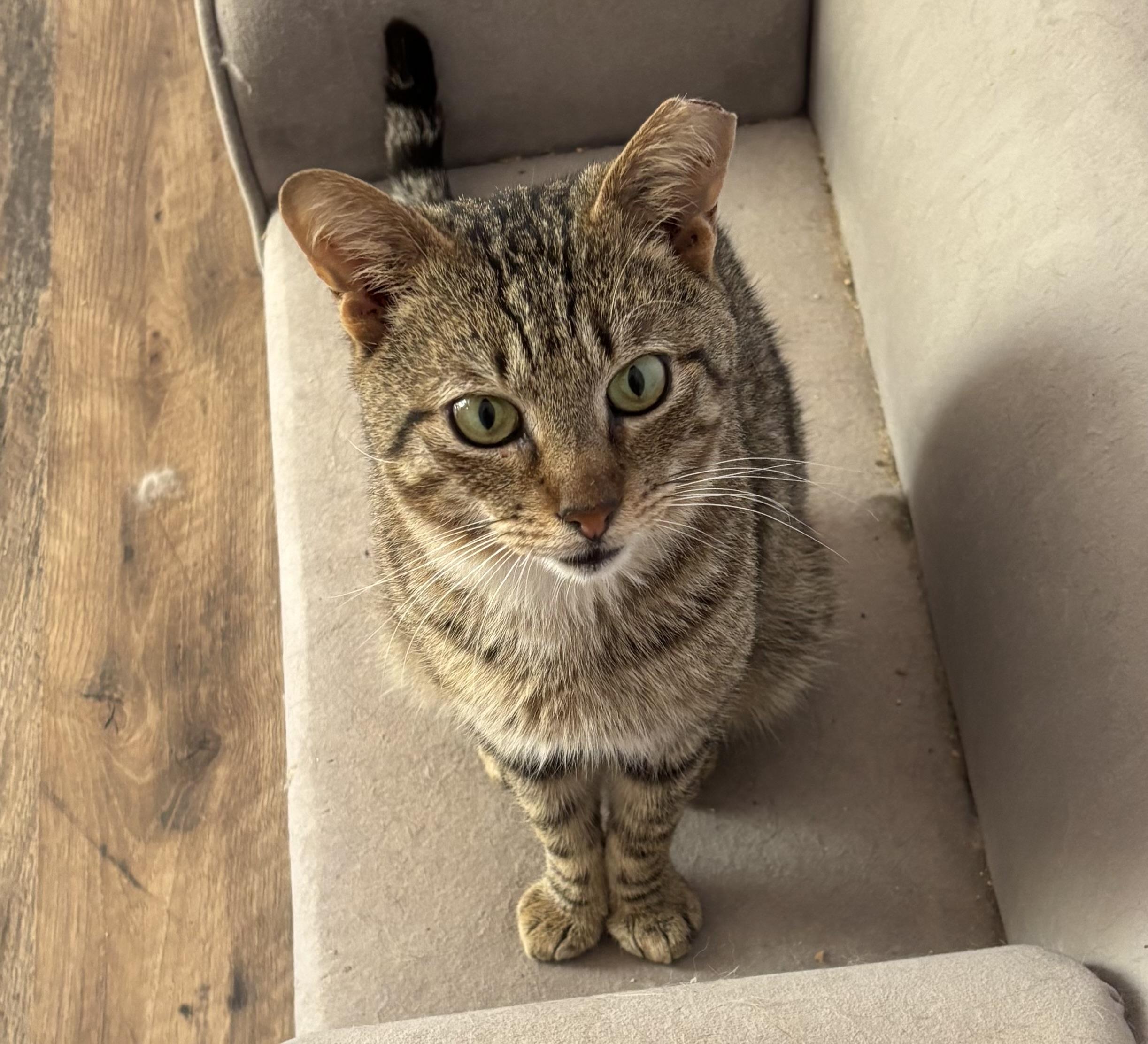 Tucker, a ADOPTABLE Domestic Short Hair in Anderson , SC image 6/6