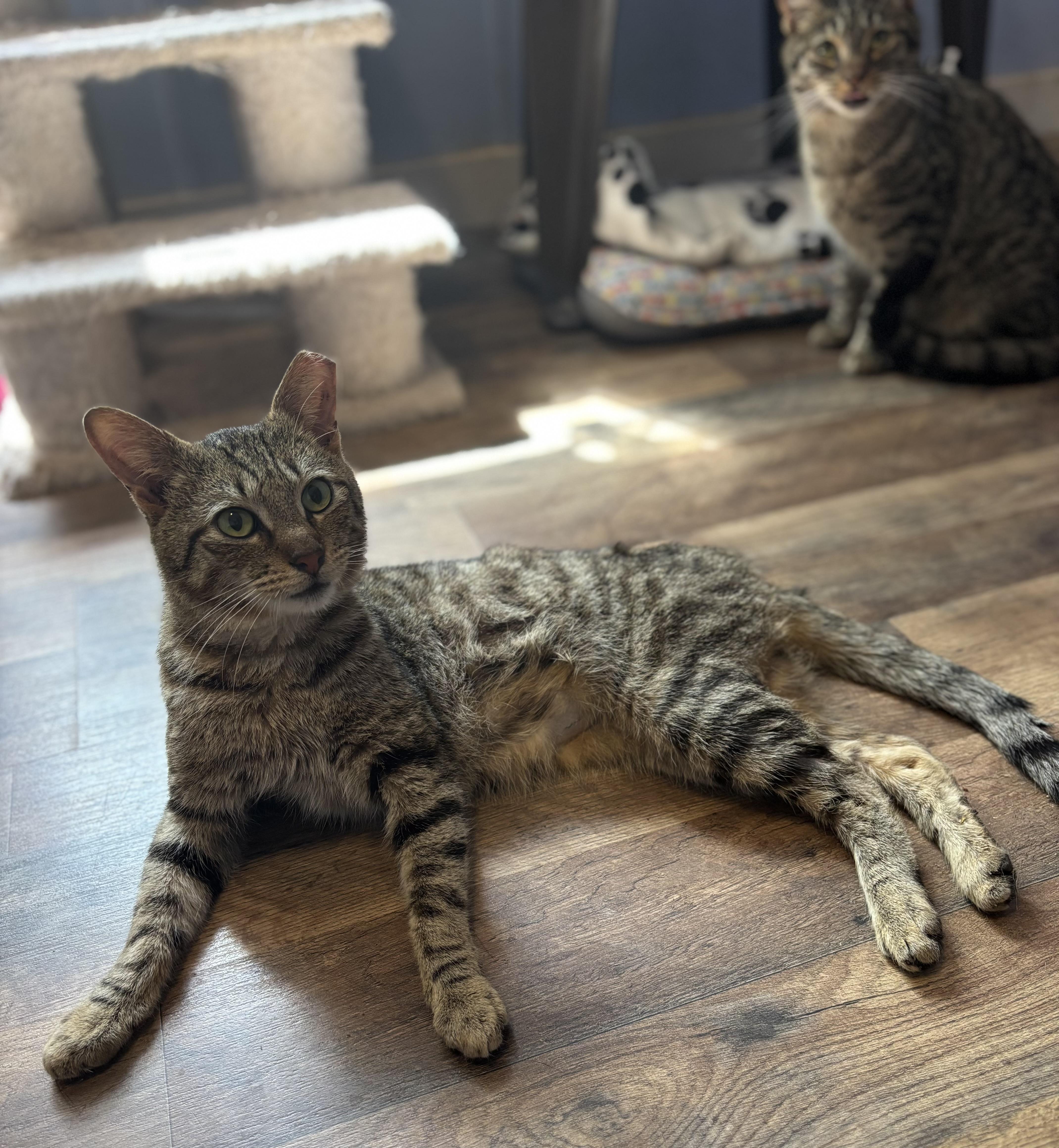 Tucker, a ADOPTABLE Domestic Short Hair in Anderson , SC image 5/6