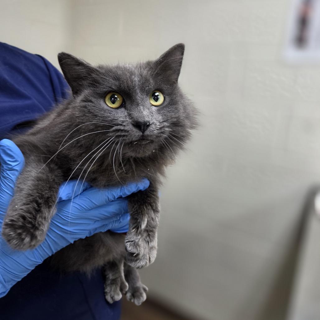 Mulberry, Adoptable, Adult Female Domestic Long Hair.